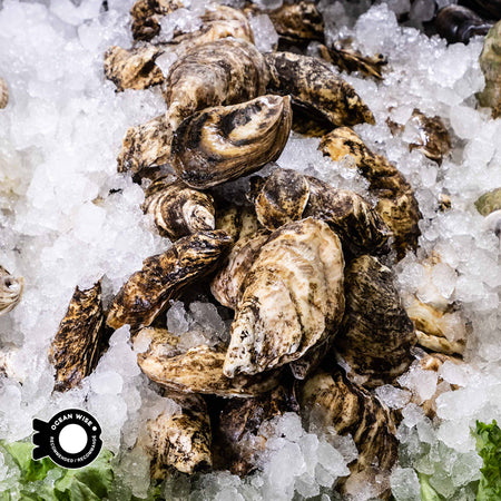 GLACIER BAY OYSTER