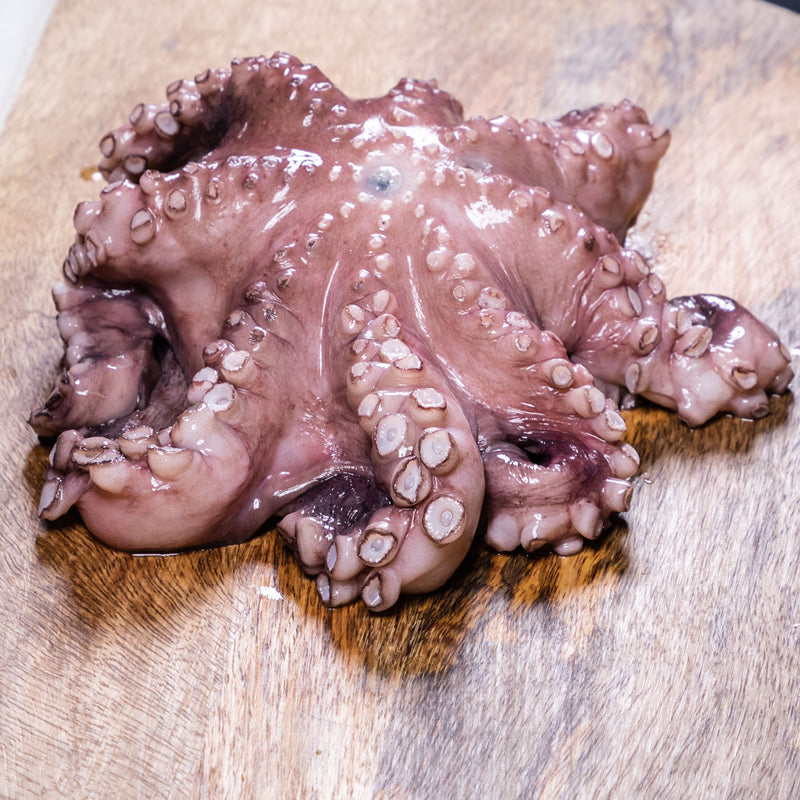 WILD MOROCCAN OCTOPUS